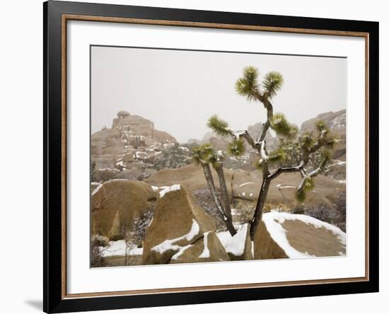 Rare Winter Snowfall, Hidden Valley, Joshua Tree National Park, California, USA-Richard Cummins-Framed Photographic Print