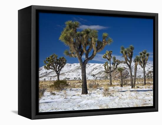 Rare Winter Snowfall, Lost Horse Valley, Joshua Tree National Park, California, USA-Richard Cummins-Framed Premier Image Canvas