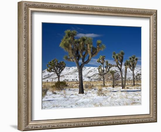 Rare Winter Snowfall, Lost Horse Valley, Joshua Tree National Park, California, USA-Richard Cummins-Framed Photographic Print