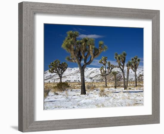 Rare Winter Snowfall, Lost Horse Valley, Joshua Tree National Park, California, USA-Richard Cummins-Framed Photographic Print