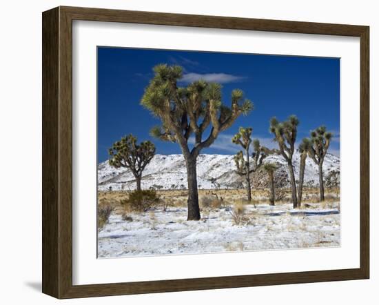 Rare Winter Snowfall, Lost Horse Valley, Joshua Tree National Park, California, USA-Richard Cummins-Framed Photographic Print