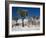 Rare Winter Snowfall, Lost Horse Valley, Joshua Tree National Park, California, USA-Richard Cummins-Framed Photographic Print