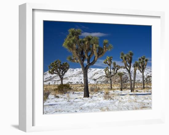 Rare Winter Snowfall, Lost Horse Valley, Joshua Tree National Park, California, USA-Richard Cummins-Framed Photographic Print