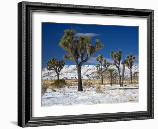 Rare Winter Snowfall, Lost Horse Valley, Joshua Tree National Park, California, USA-Richard Cummins-Framed Photographic Print