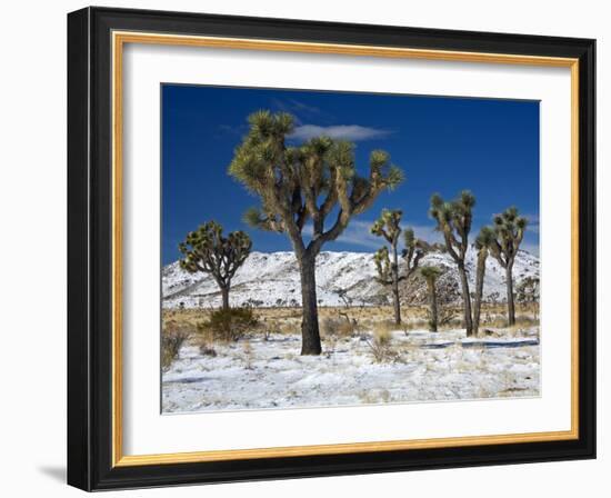 Rare Winter Snowfall, Lost Horse Valley, Joshua Tree National Park, California, USA-Richard Cummins-Framed Photographic Print