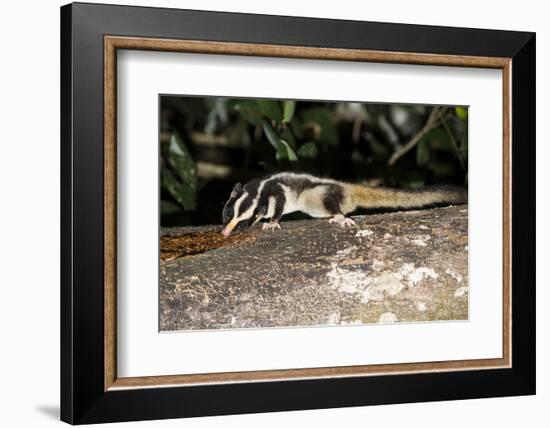 Rarely Seen Striped Possum (Dactylopsila Trivirgata) on Tree in Wet Tropic Rainforest, Queensland-Louise Murray-Framed Photographic Print