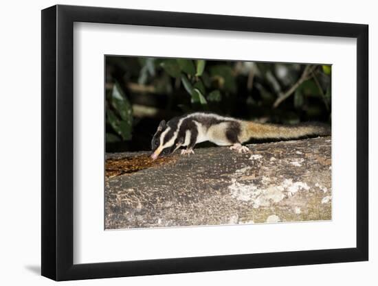 Rarely Seen Striped Possum (Dactylopsila Trivirgata) on Tree in Wet Tropic Rainforest, Queensland-Louise Murray-Framed Photographic Print