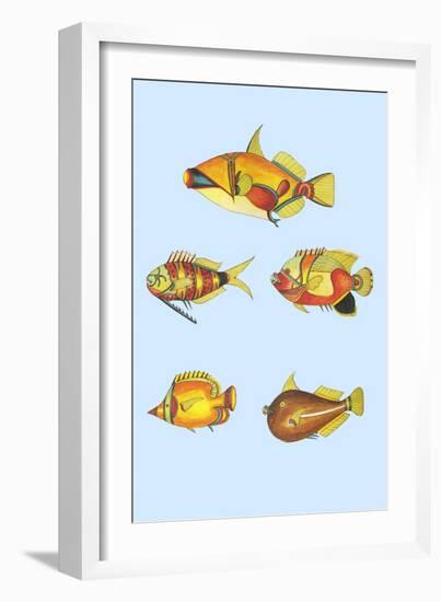 Rarest Curiosities of the Fish of the Indies-Louis Renard-Framed Art Print