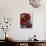 Raspberries in a Dish-Malgorzata Stepien-Photographic Print displayed on a wall