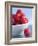 Raspberries in a Small Bowl-Franck Bichon-Framed Photographic Print