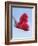 Raspberries on a Spoon-Franck Bichon-Framed Photographic Print