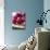 Raspberries on a Wooden Surface-Martina Schindler-Photographic Print displayed on a wall