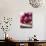 Raspberries on a Wooden Surface-Martina Schindler-Photographic Print displayed on a wall