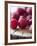 Raspberries on a Wooden Surface-Martina Schindler-Framed Photographic Print