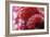 Raspberries-Veronique Leplat-Framed Photographic Print