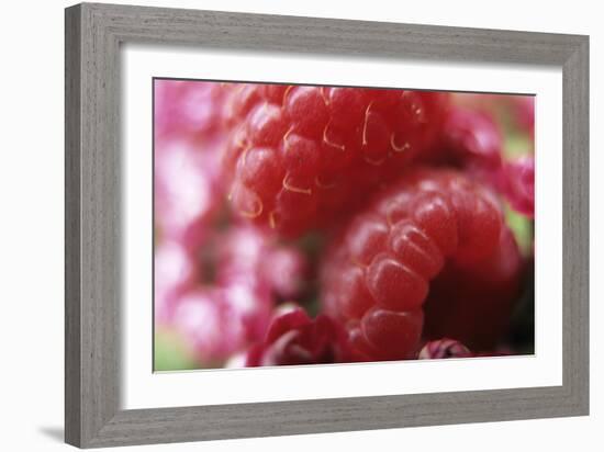 Raspberries-Veronique Leplat-Framed Photographic Print