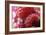 Raspberries-Veronique Leplat-Framed Photographic Print