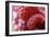 Raspberries-Veronique Leplat-Framed Photographic Print