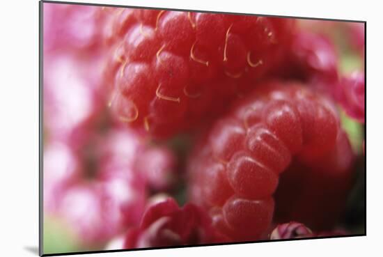 Raspberries-Veronique Leplat-Mounted Photographic Print