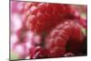 Raspberries-Veronique Leplat-Mounted Photographic Print