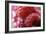 Raspberries-Veronique Leplat-Framed Photographic Print