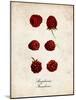 Raspberries-null-Mounted Art Print