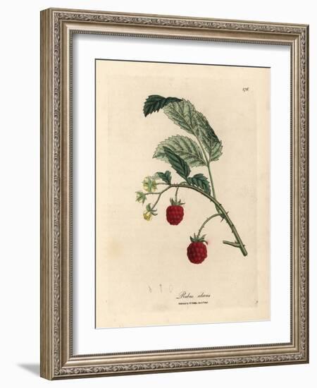 Raspberry Bush with Ripe Fruit and Yellow Flowers, Rubus Idaeus-James Sowerby-Framed Giclee Print