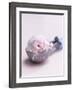 Raspberry Ice Cream in an Ice Cream Scoop-Sam Stowell-Framed Photographic Print