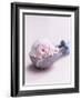 Raspberry Ice Cream in an Ice Cream Scoop-Sam Stowell-Framed Photographic Print