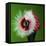 Raspberry Impact-Alan Sailer-Framed Premier Image Canvas