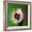 Raspberry Impact-Alan Sailer-Framed Photographic Print