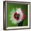 Raspberry Impact-Alan Sailer-Framed Photographic Print