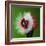 Raspberry Impact-Alan Sailer-Framed Photographic Print