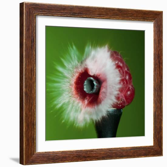 Raspberry Impact-Alan Sailer-Framed Photographic Print