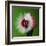 Raspberry Impact-Alan Sailer-Framed Photographic Print