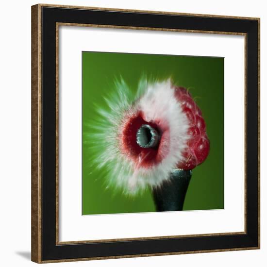 Raspberry Impact-Alan Sailer-Framed Photographic Print