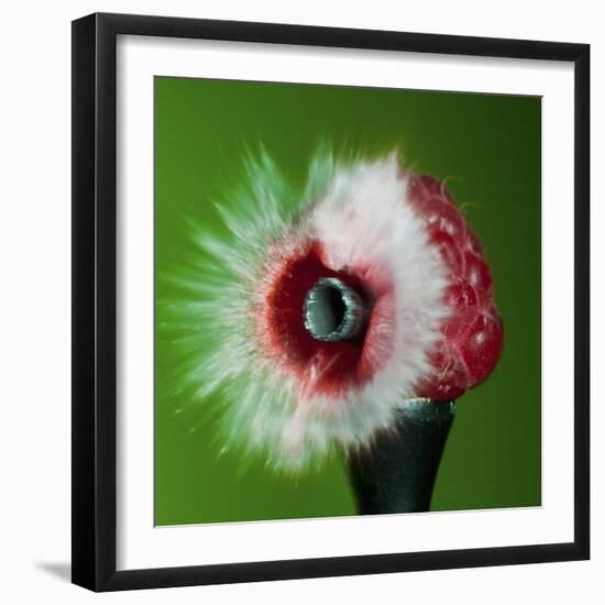 Raspberry Impact-Alan Sailer-Framed Photographic Print