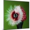 Raspberry Impact-Alan Sailer-Mounted Photographic Print