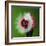 Raspberry Impact-Alan Sailer-Framed Photographic Print