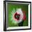 Raspberry Impact-Alan Sailer-Framed Photographic Print