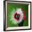 Raspberry Impact-Alan Sailer-Framed Photographic Print