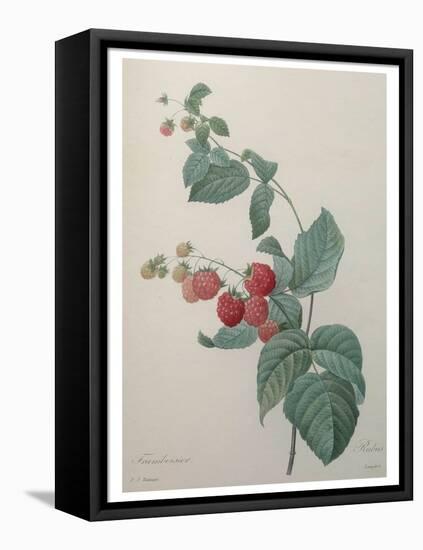 Raspberry-Pierre-Joseph Redoute-Framed Stretched Canvas