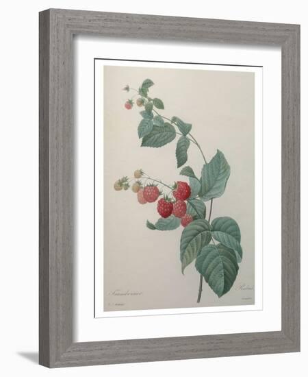 Raspberry-Pierre-Joseph Redoute-Framed Art Print