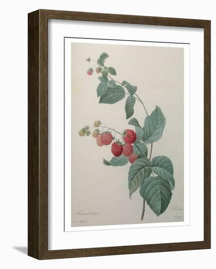 Raspberry-Pierre-Joseph Redoute-Framed Art Print