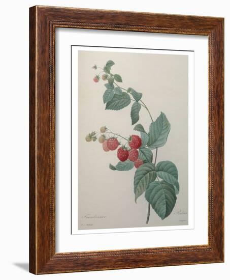 Raspberry-Pierre-Joseph Redoute-Framed Art Print