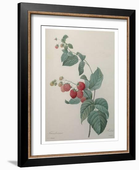 Raspberry-Pierre-Joseph Redoute-Framed Art Print