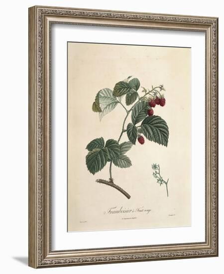 Raspberry-Pierre Joseph Redoute-Framed Giclee Print