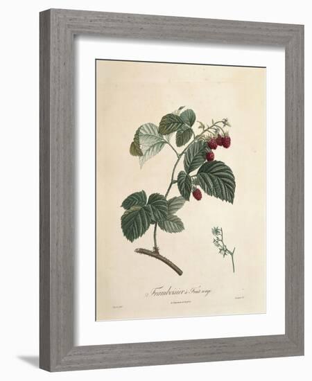 Raspberry-Pierre Joseph Redoute-Framed Giclee Print