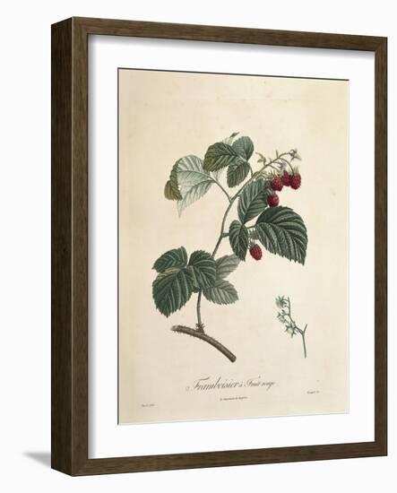 Raspberry-Pierre Joseph Redoute-Framed Giclee Print