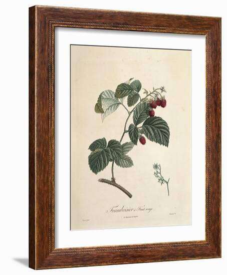 Raspberry-Pierre Joseph Redoute-Framed Giclee Print